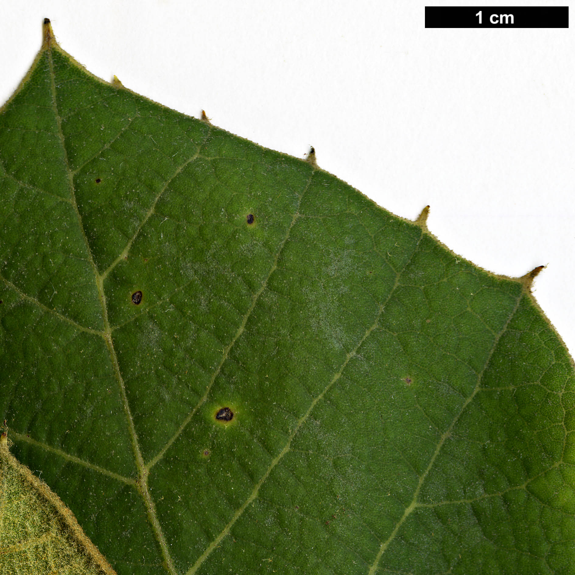 High resolution image: Family: Fagaceae - Genus: Quercus - Taxon: tarahumara